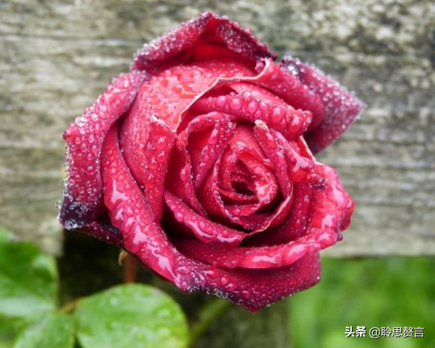 生日祝寿诗词精选四十二首 最美好的祝福，都在诗句里了-第13张图片-非凡网