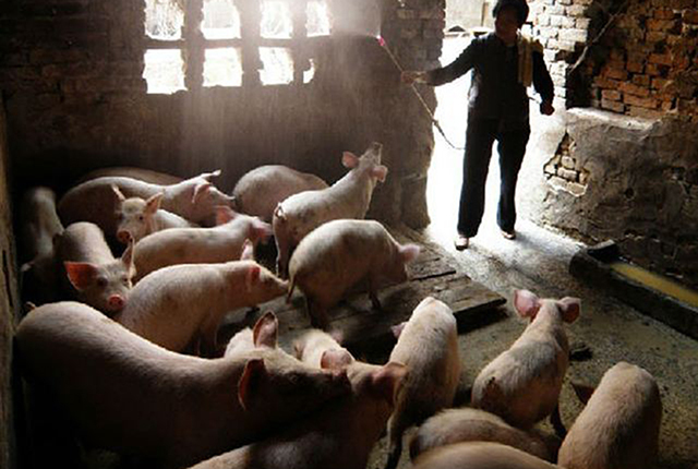 进口猪肉后，4000头活猪也来了，26个月后，是猪