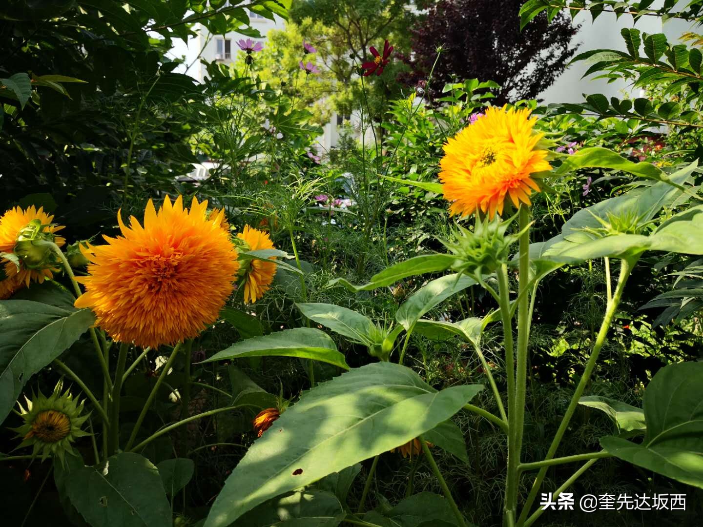 寄语学子，努力奋斗，不负韶华-第1张图片-非凡网