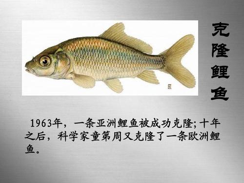 為何現在沒人再提起克隆技術了？看看克隆羊多莉的結局，就明白了