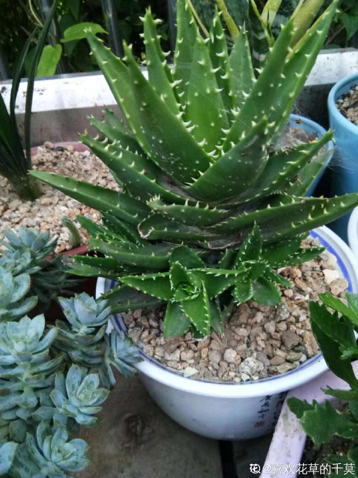 The aloe vera raised at home has a bunch of big flower arrows. Good
