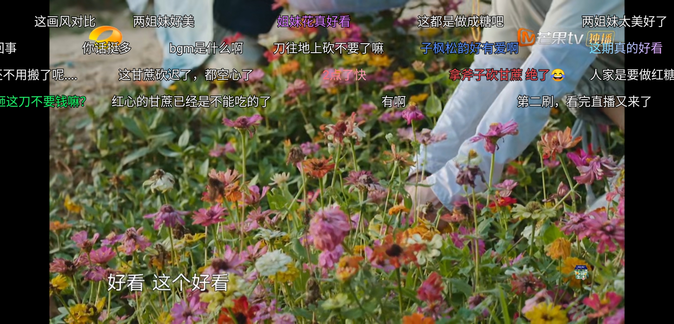 任嘉伦对谭松韵就是不一样，《向往的生活》偷