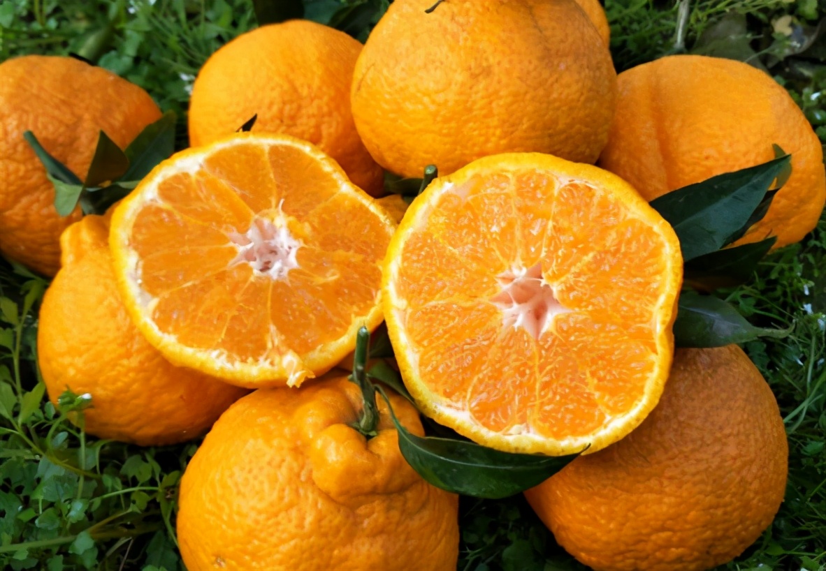 買醜橘，硬的軟的哪種好？ 教您4招挑選技巧，容易買到香甜多汁的