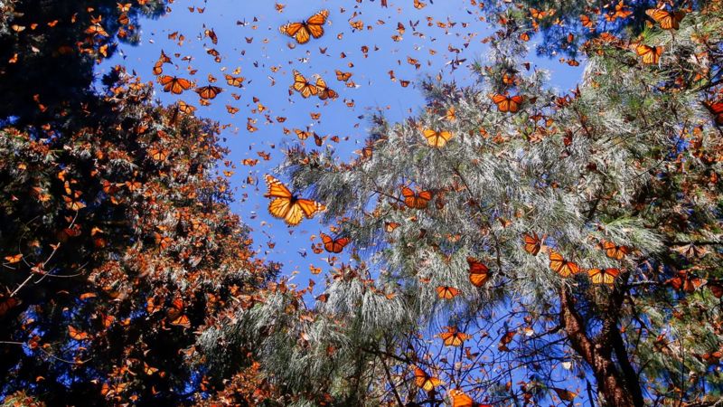 Butterfly: the most beautiful symbol of life and death - iNEWS