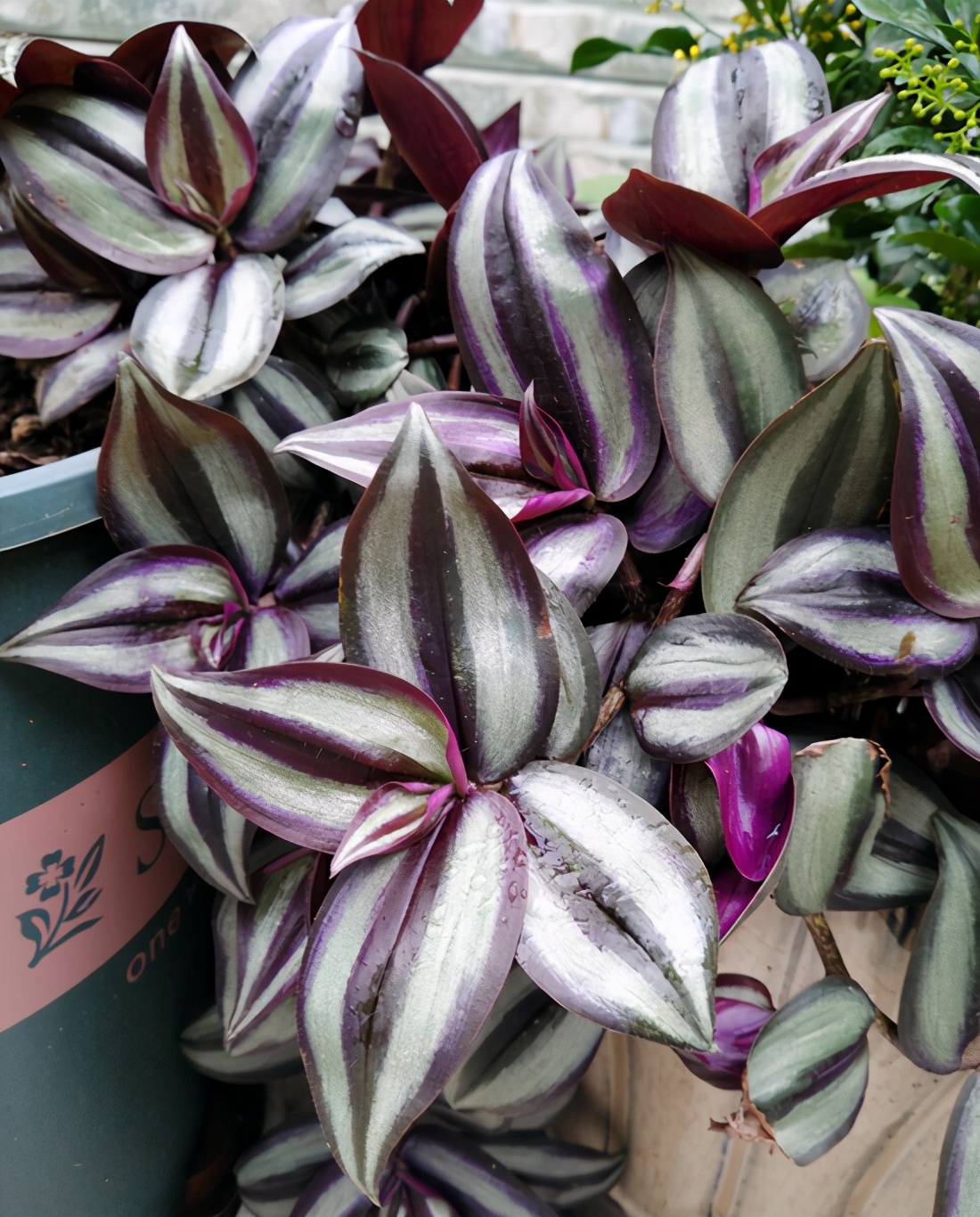 What caused the long hanging bamboo plums and how to deal with it? iNEWS