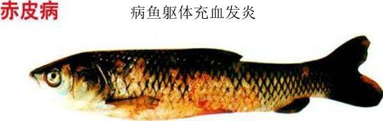 鱼赤皮病是什么原因 鱼得赤皮病该如何治疗