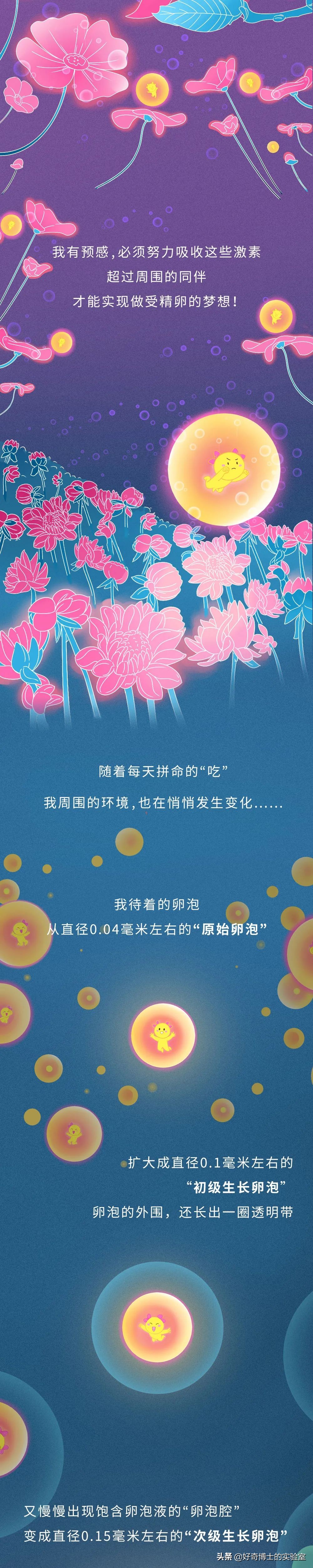 你對女生的卵子根本一無所知