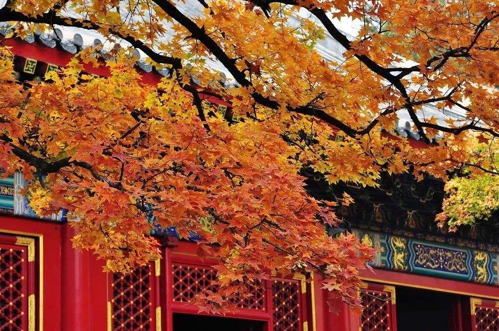 大美中国开启秋日幸福游，这些最适合赏枫叶的地方，你去过几个？