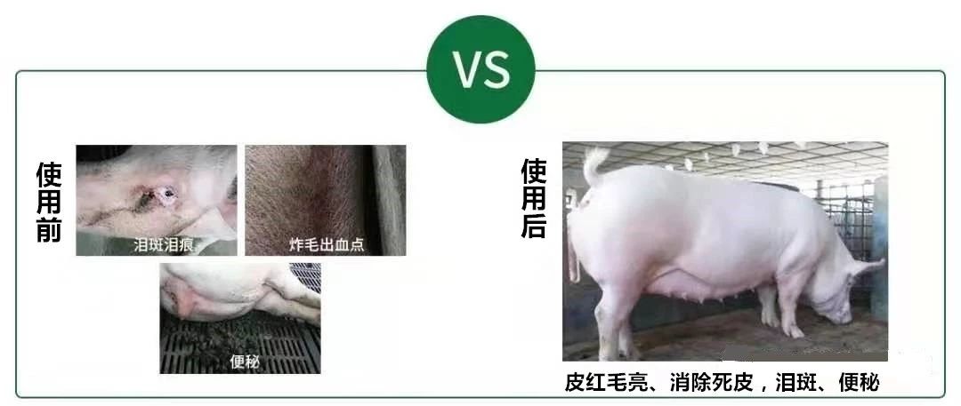 诸博士母畜型--多产仔，奶水好，早发情，产程短