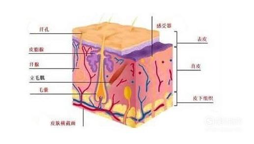 皮肤的基本结构！-第3张图片-农百科