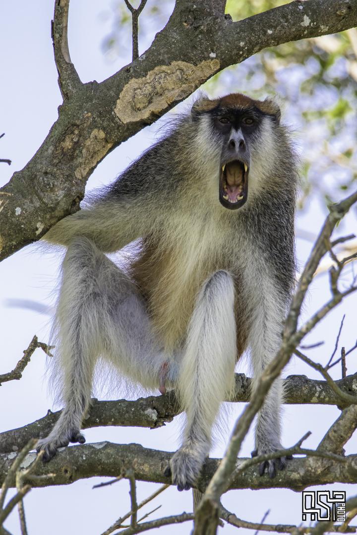 Why are the eggs of some monkeys blue? iNEWS