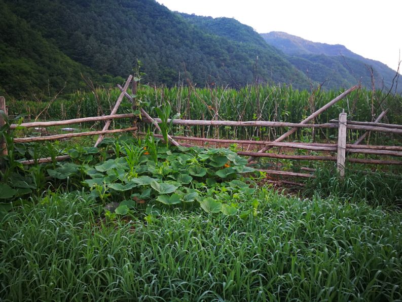 老明带你看吉林之美丽乡村望天鹅新村