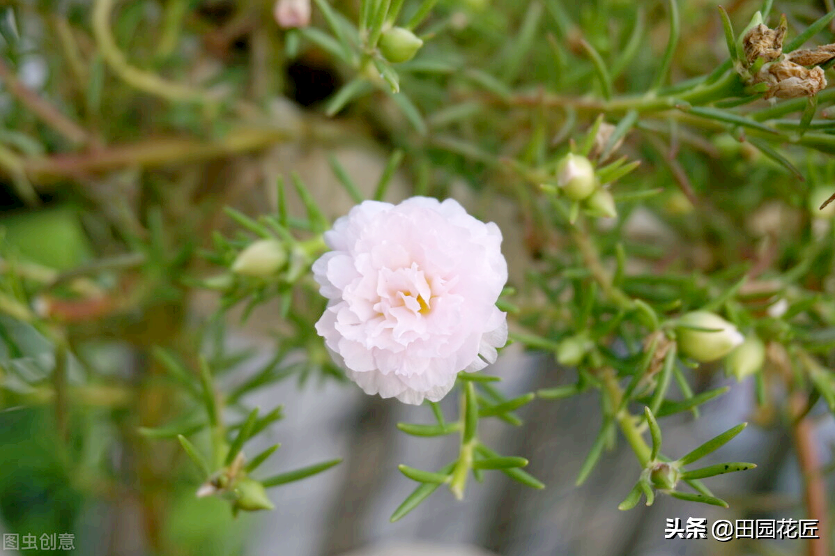 Double sunflowers are easy to wither and die in winter? Don't worry, it