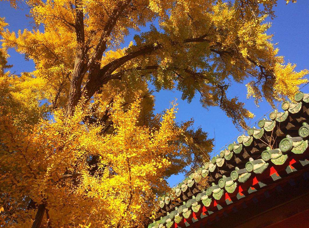 A thousand-year-old temple in Beijing, contains the "eight unique" temples, the ancient charm makes people forget to return
