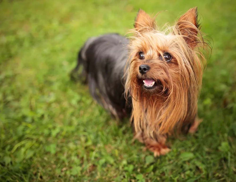 世界上最小的11种狗 中国犬只榜上有名 行业资讯 犬业联盟