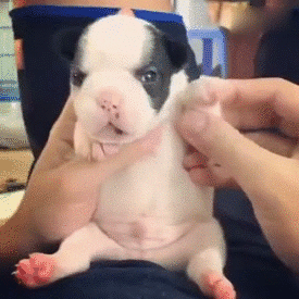 搞笑gif神评：一个人无聊起来什么都做得出来