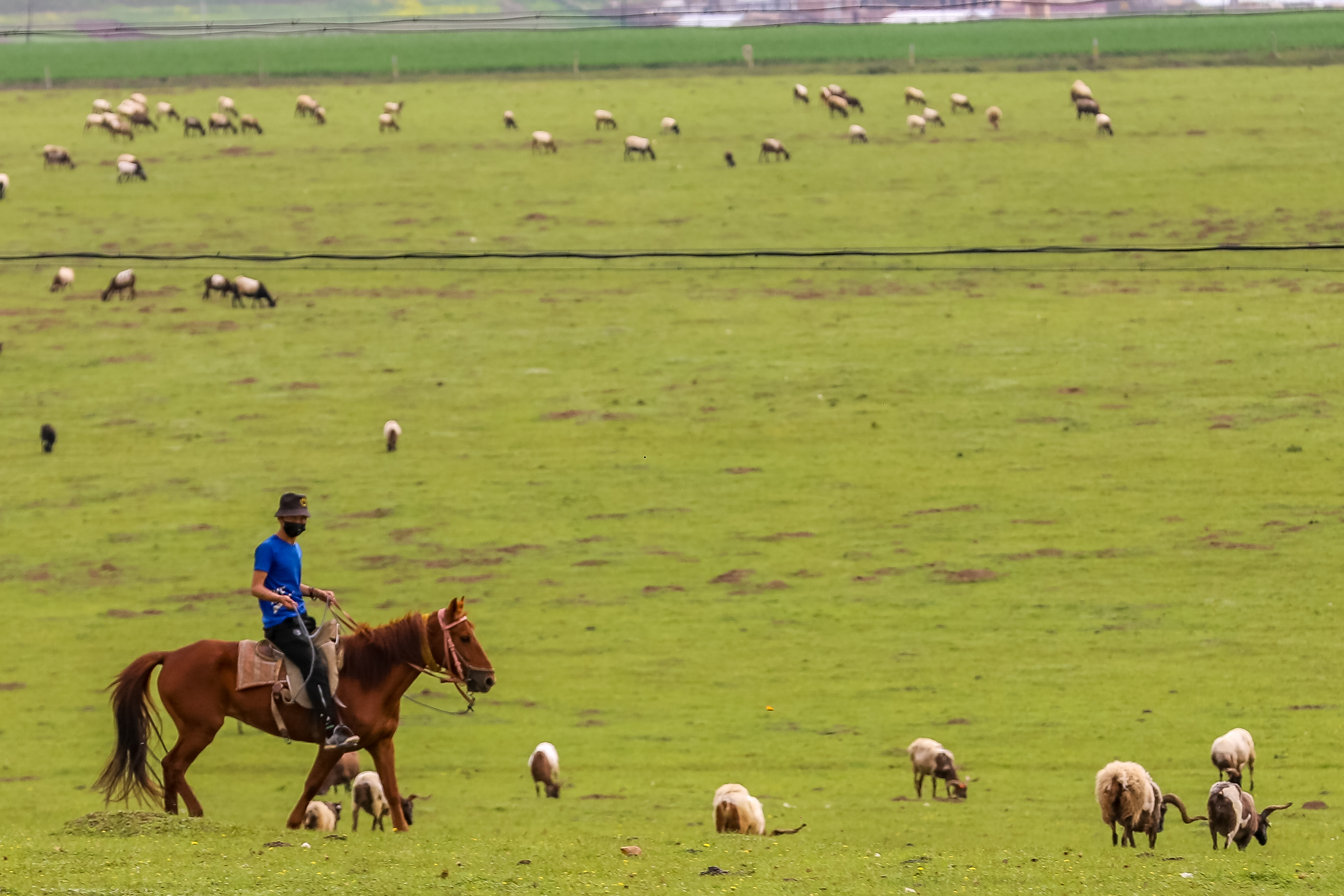 Gannan Zhaga is a small scenic spot, the grassy Guomang Wetland, the ...