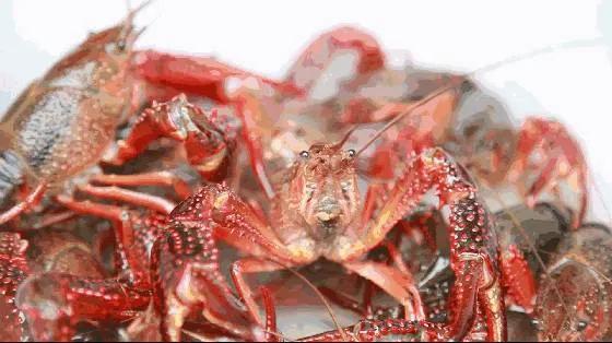 小龙虾马上就要大规模上市了，今年小龙虾将会是什么样的行情呢？