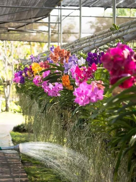 Have you ever tried to grow flowers without using pots? iNEWS