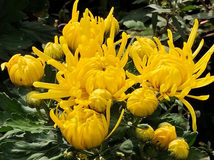 段双奇摄影作品菊花飘香沃野田畴