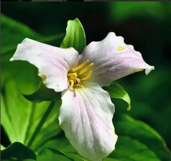 160種· 奇花異草,絕對有你沒見過的! 「下部分」