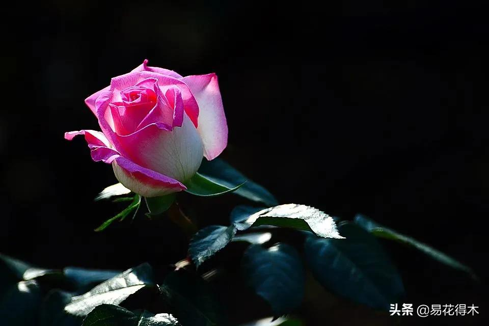 莫道花無百日紅 月季催花需用功 易花得木 Mdeditor 莫道花無百日紅 月季催花需用功 易花得木 Mdeditor