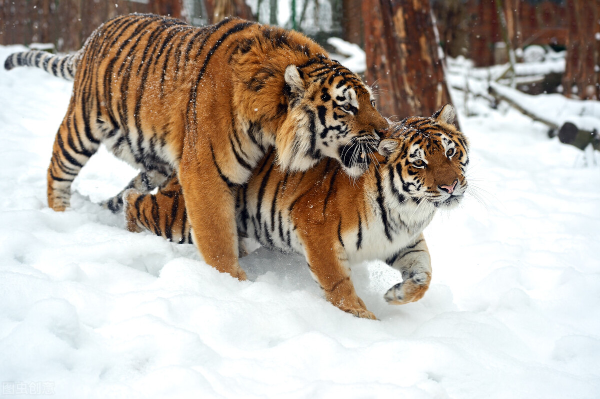 Can't beat the lion in heads-up, why does the tiger continue to live