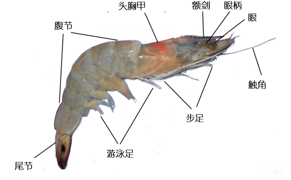 “蝦線”到底有多臟？不除“蝦線”行不行？