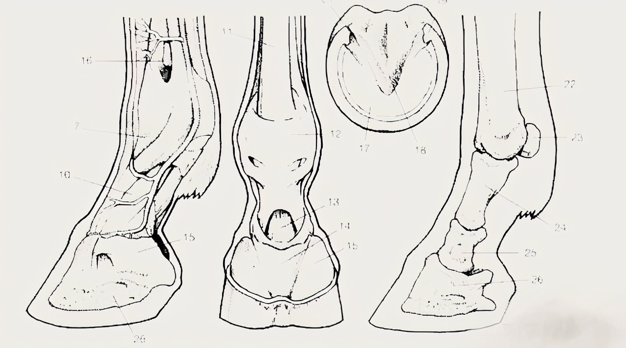 Why do horses need horseshoes, but cows don't? Does the horse hurt when