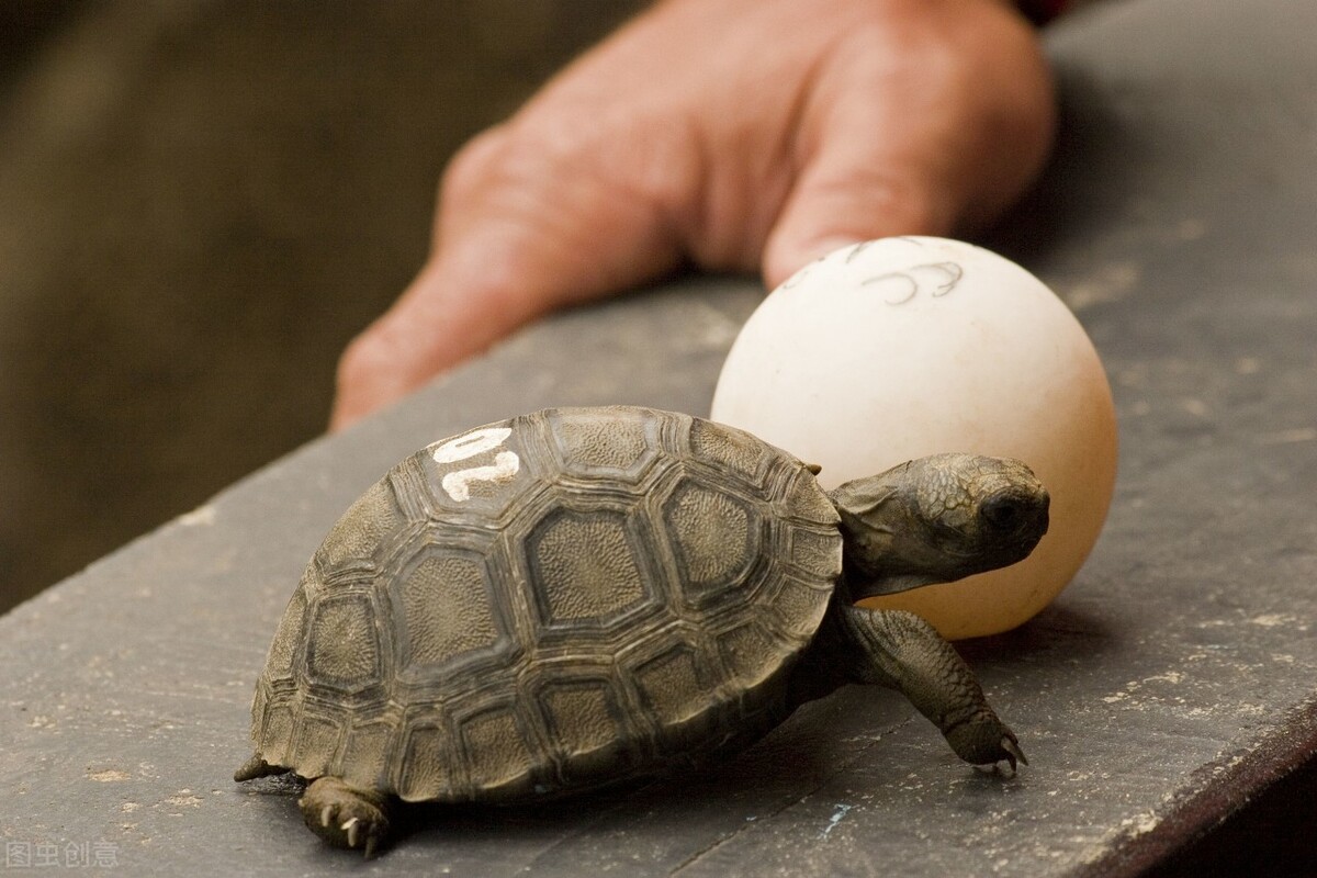 Wild tortoises do not hatch eggs and need to be hatched artificially