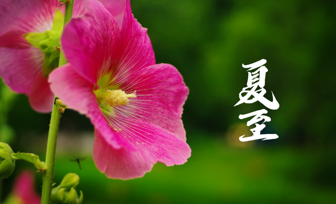 在古诗词里，寻找夏日的美好-第15张图片-非凡网