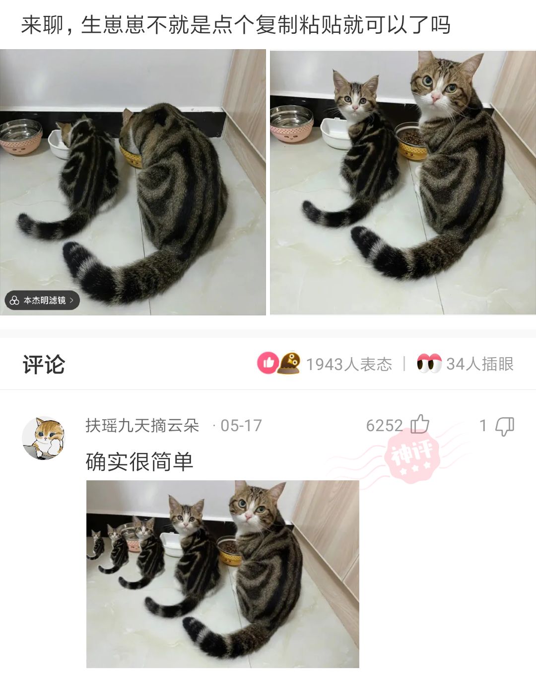 这是我见过花色遗传最完全的猫猫了 和复制粘贴的一样 资讯咖