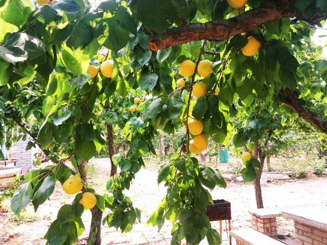 Ear is yellow, apricot ripe! United States of farm of ala of Luoyang big contain Kate apricot " apricot carry will raid "