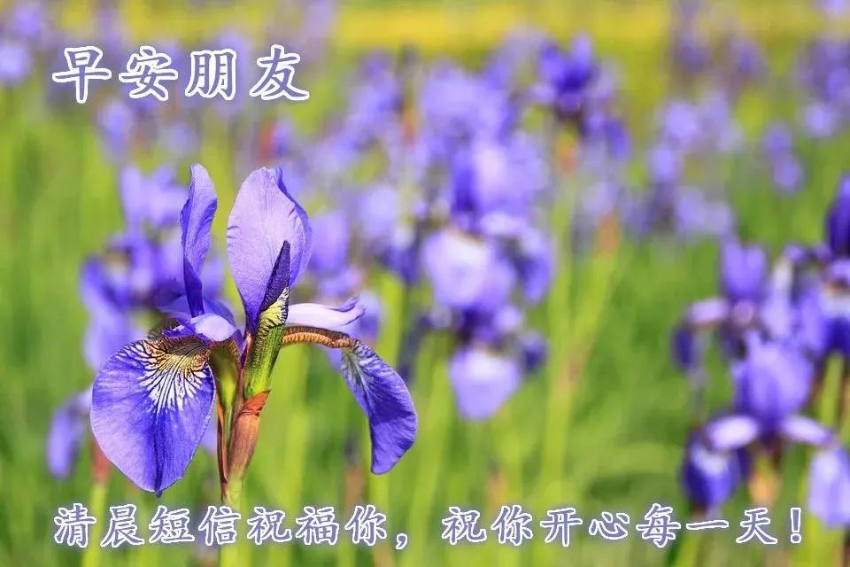 好看的早上好的祝福语图片大全,唯美早上好动态表情包图片