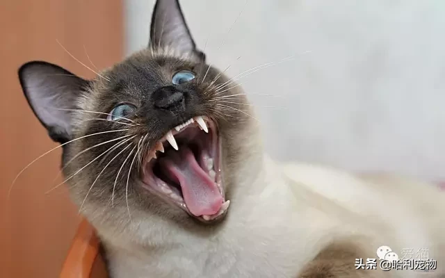 為什么暹羅貓會越長越黑？