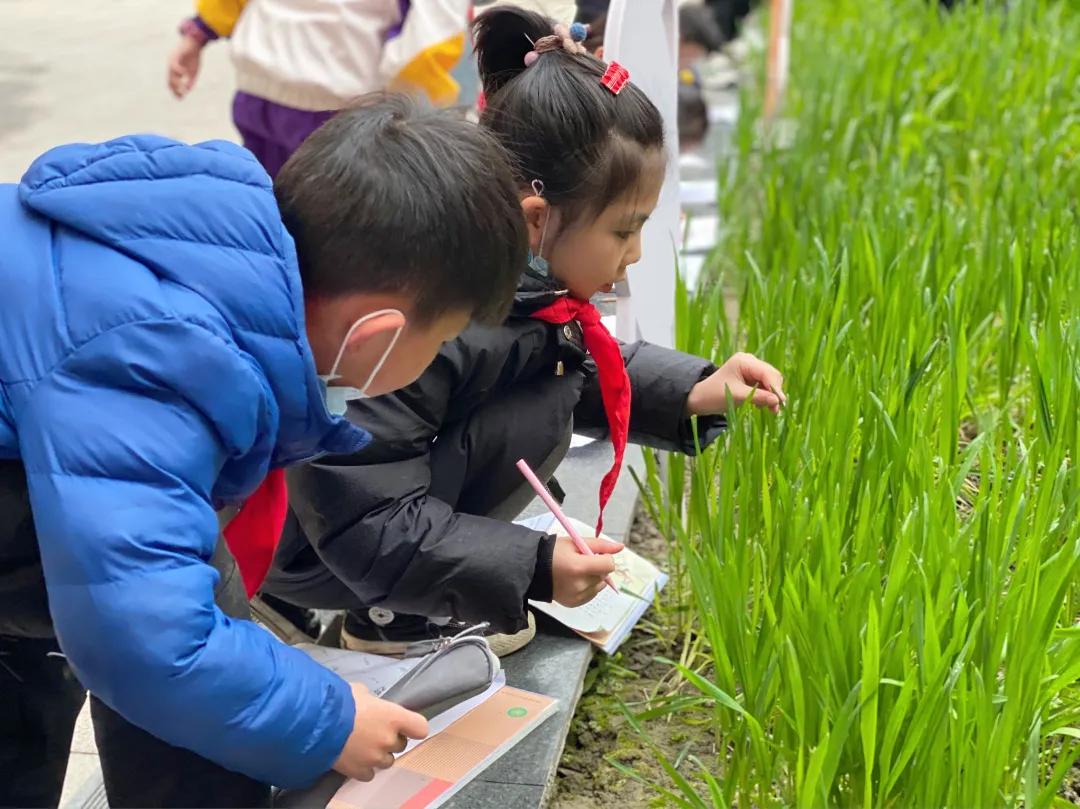 带上五官到校园里寻找春天——成都市华中附小大自然的语文课