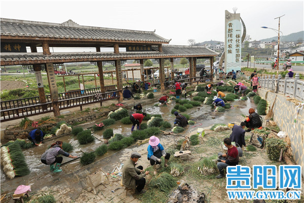 Guiyang: The person is diligent spring come early, green " sweet " the right season or time