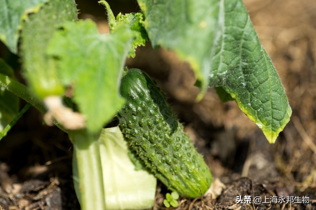 黄瓜长不大？种植黄瓜想变长？抓住以下几个原