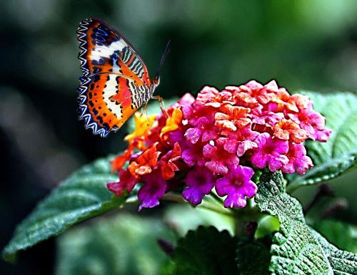 一只蝴蝶的爱情-第3张图片-诗句网