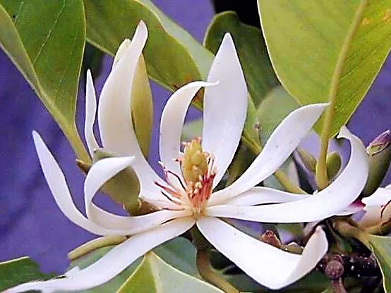 白蘭 木蘭科 含笑屬常綠喬木 花白色極香 花被10片披針形 李彬文 Mdeditor