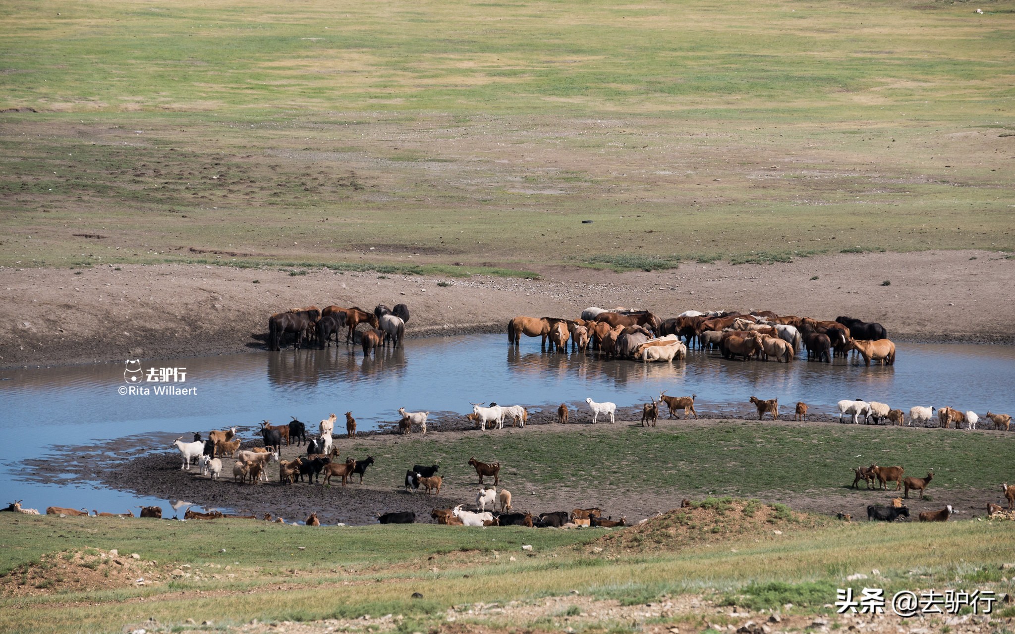 送中国3万头羊的蒙古：人均不足中国一半，每头羊都是宝贵财富