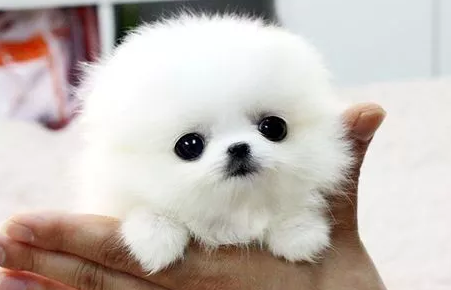 茶杯狗多少钱一只最少 21茶杯犬价格行情 创闻头条