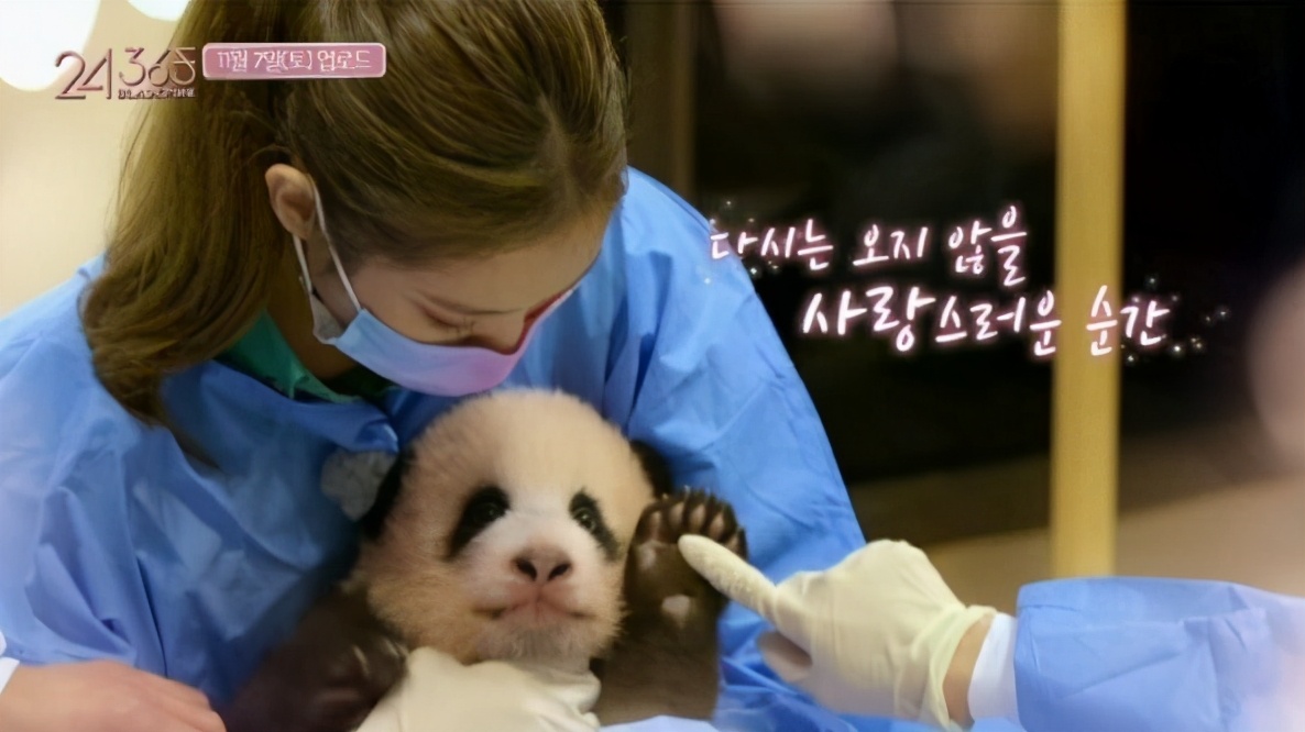 熊猫饲养体验引争议，Blackpink表示按照饲养员指示进行