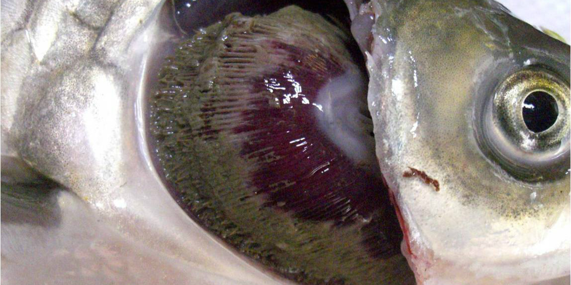 认识鱼鳃及其呼吸特点：鳃是鱼类最基本、最起码、最重要的器官