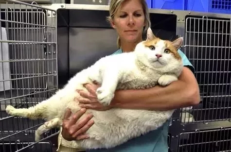 Guinness World Records: The fattest cat ever - iNEWS