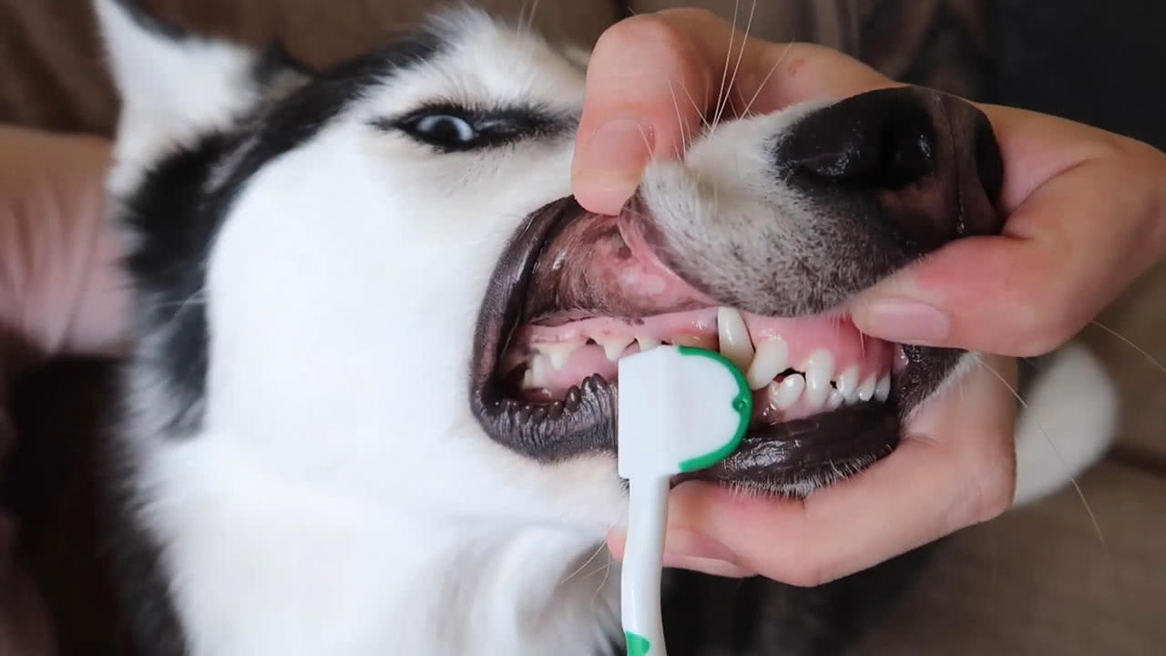 狗狗口腔护理3种模式，你还不知道？