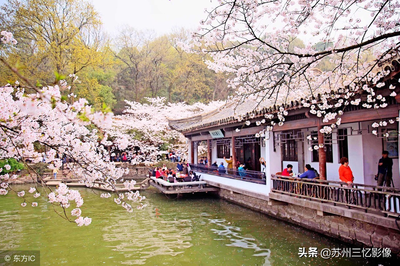 一处江南赏樱胜地——无锡鼋头渚