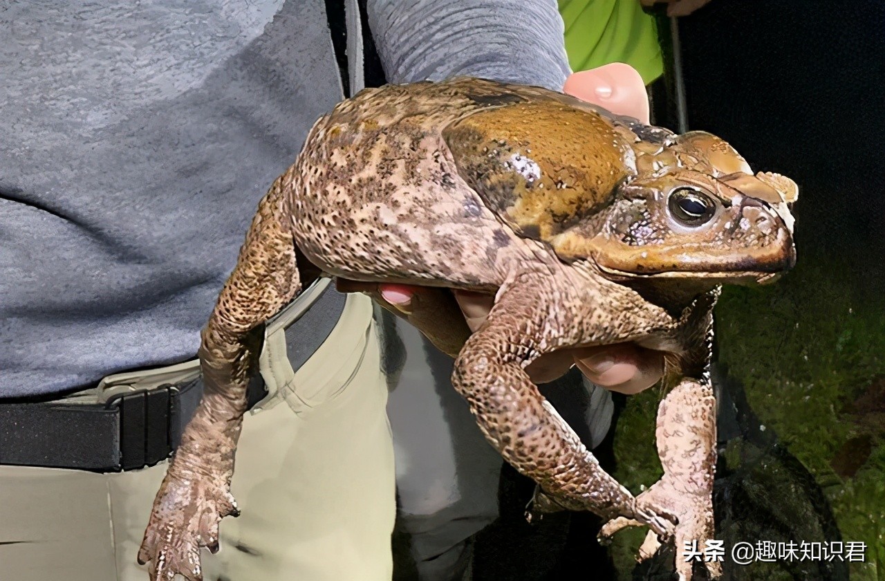 盤點那些有趣的自然小百科，你都知道多少呢？