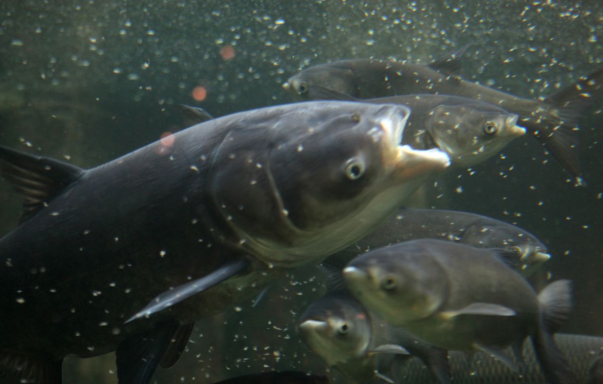 亚洲鲤鱼在美国泛滥成灾，个个胖得像猪，连电击都杀不死