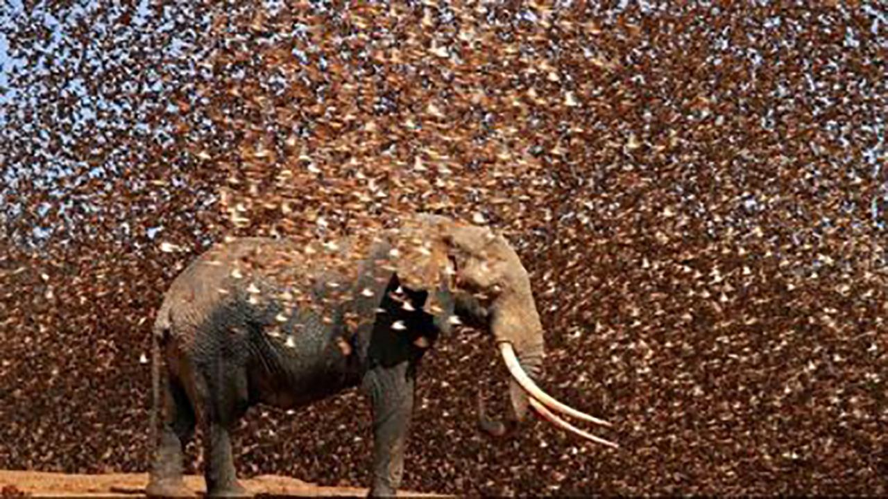 非洲麻雀氾濫，圍毆大象，引發糧食災荒，15億隻吃都吃不絕